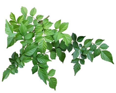 leaves png|Leaves PNGs for Free Download .